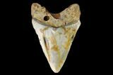 3.37" Fossil Megalodon Tooth - North Carolina - #129975-1